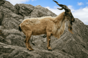 Featured Creature: Markhor